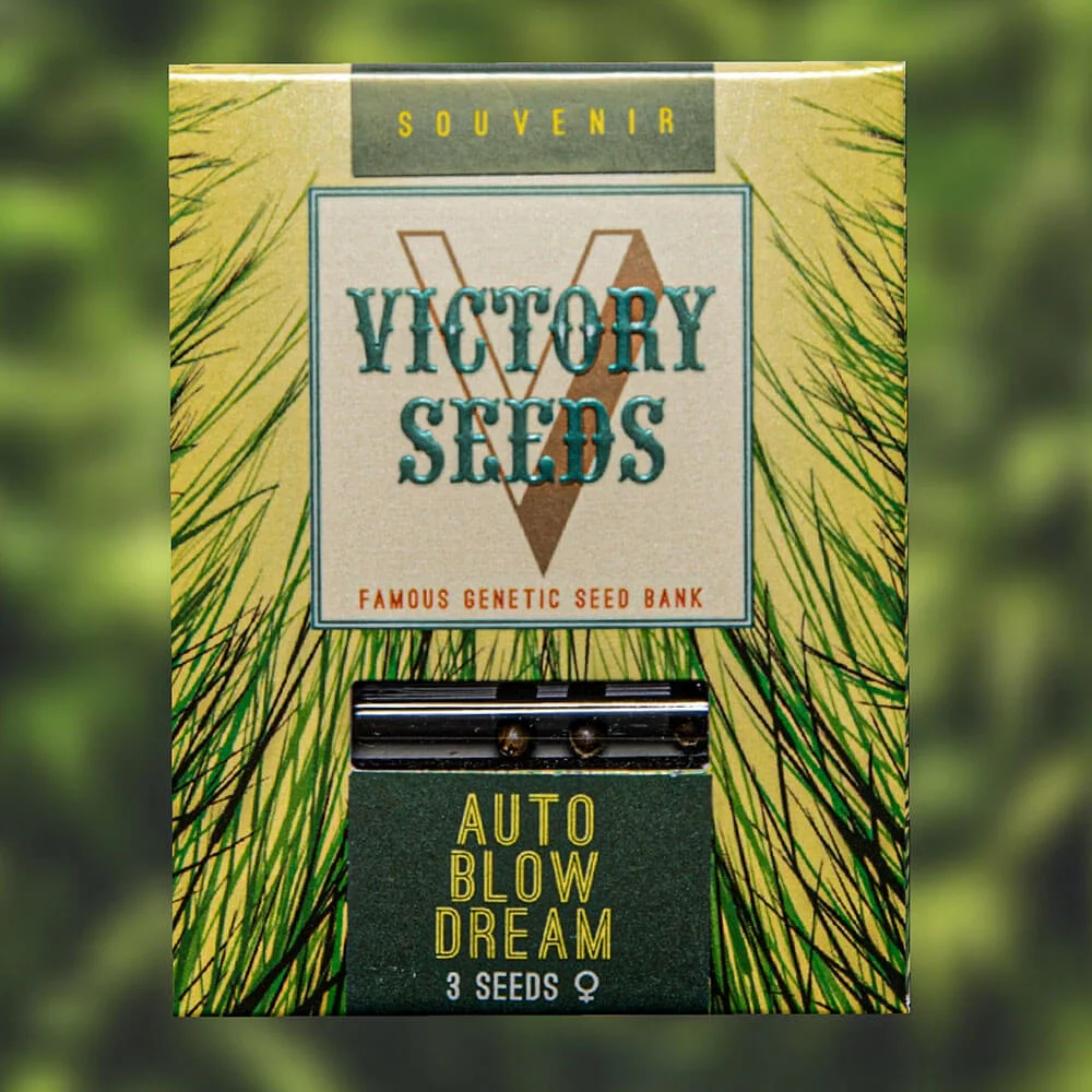 Насіння конопель Auto BLOW DREAM від Victory Seeds Насіння конопель Auto BLOW DREAM від Victory Seeds